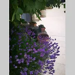 Villa Domaine Vinodolsun Zwei Villen, Ein Grundstueck Und Platz Fuer Bis Zu 18 Personen Bribir (Primorje-Gorski Kotar)