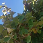 Domaine Vinodolsun Zwei Villen, Ein Grundstueck Und Platz Fuer Bis Zu 18 Personen * Bribir (Primorje-Gorski Kotar)